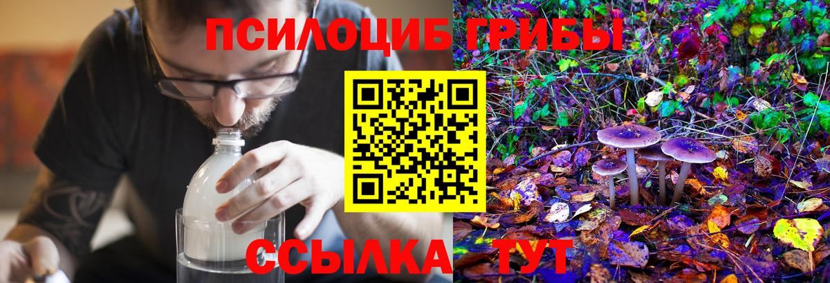 Псилоцибиновые грибы Psilocybe Кондопога